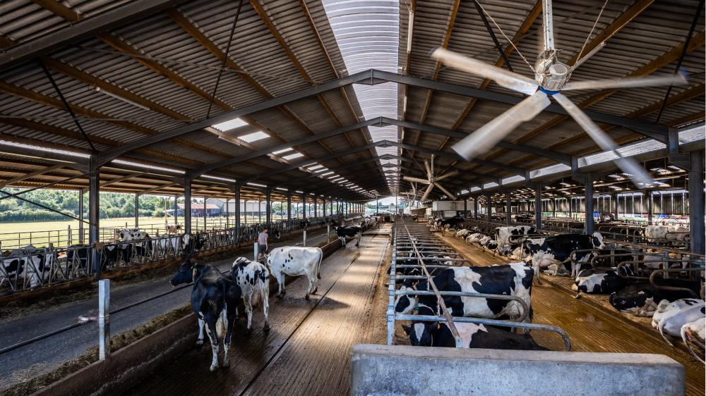 L’Earl Cultilait élève 200 vaches laitières pour produire 2,030 millions de litres de lait et cultive 515 ha de SAU.