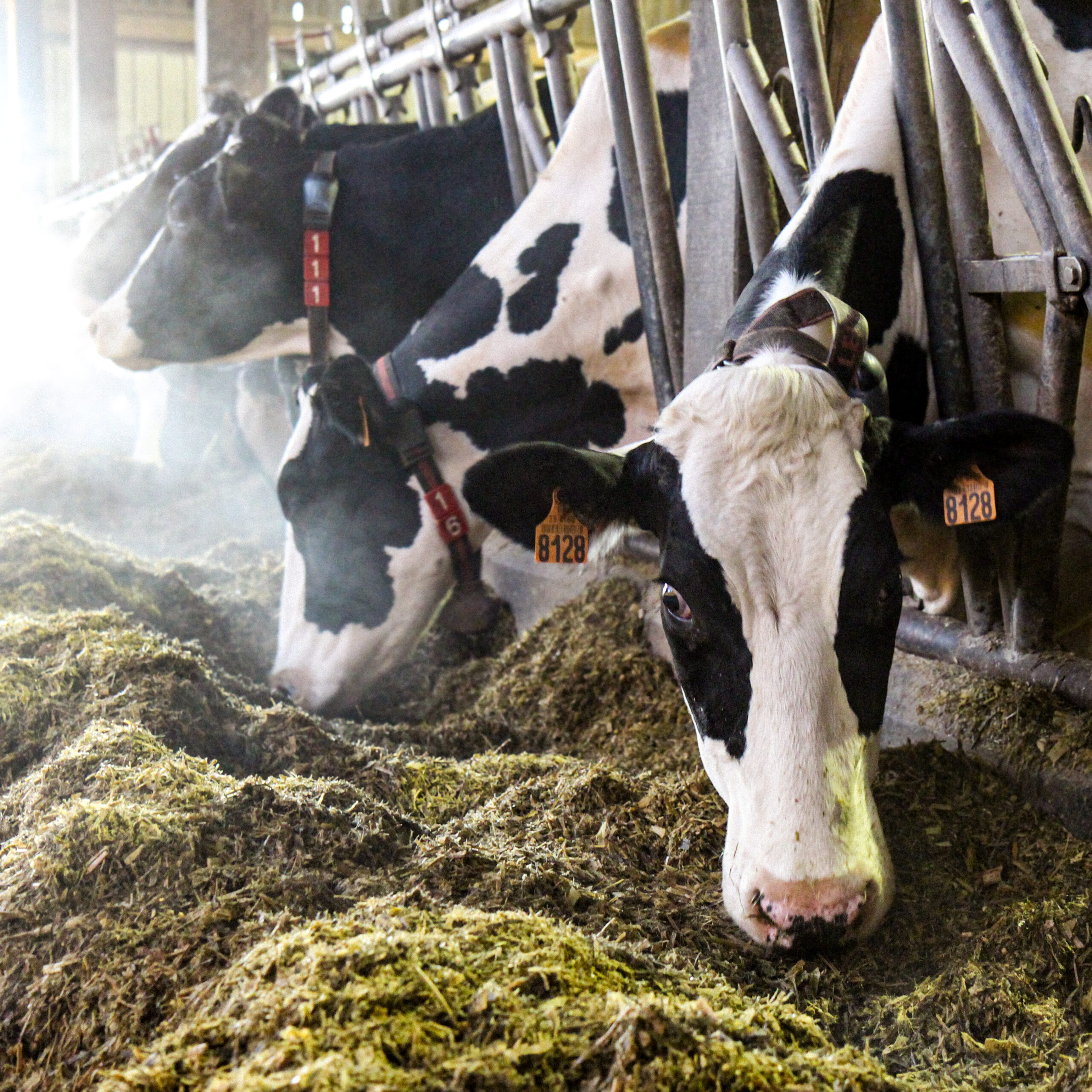 Les critères de sélection génétique qui contribuent à l’augmentation de la quantité de lait par jour de vie améliore le bilan carbone d’un élevage laitier 