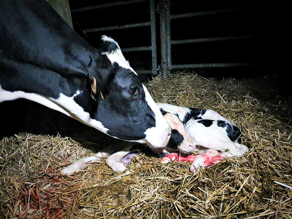 Les stress que subissent les mères en fin de gestation ont des conséquences négatives importantes sur le développement in utéro du veau ainsi que sur sa croissance, ses défenses immunitaires et sa future production laitière.