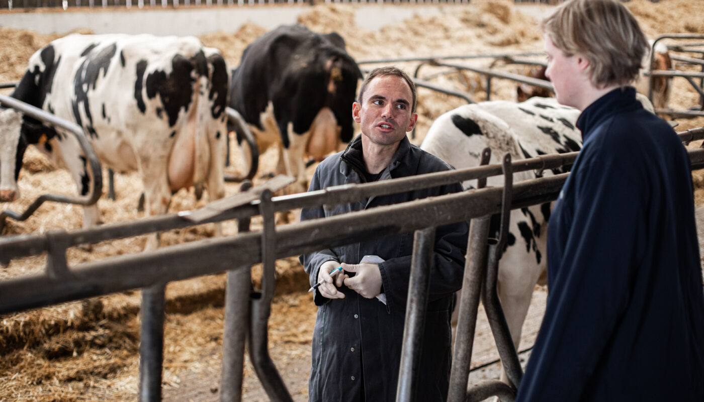 Des chevreaux et des vaches laitières ont été testés positifs au virus de l’influenza aviaire hautement pathogène. Les autorités sanitaires américaines ont également rapporté une infection humaine d’un travailleur d’un des élevages bovins touchés.